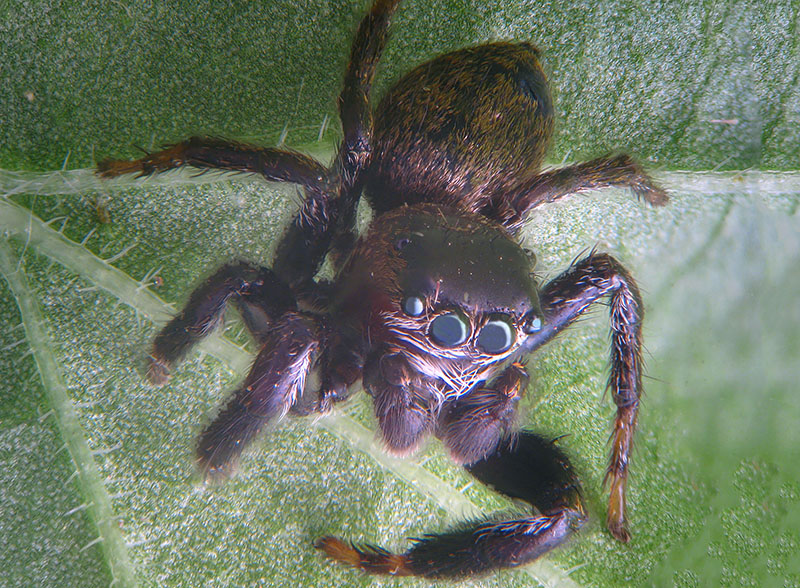 Evarcha arcuata, maschio - Sumirago (VA)